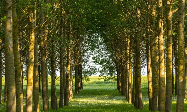 Kavak ağaçları ve bir ormanda bahar beyaz polen