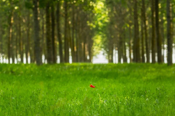 Solitario Fiore Papavero Rosso Selvatico Una Foresta Con Vegetazione Verde — Foto Stock
