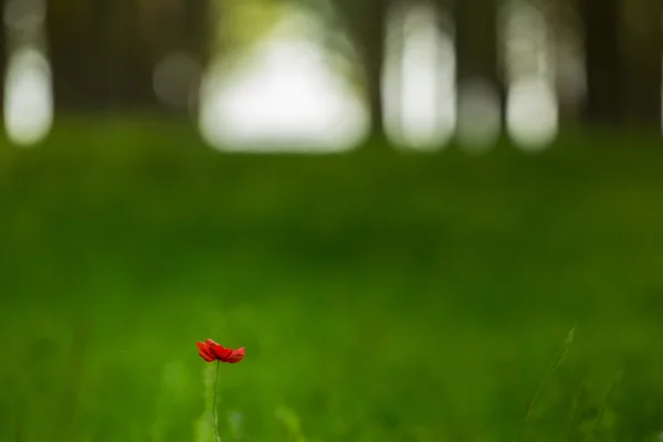 Flor Papoula Vermelha Selvagem Solitária Uma Floresta Com Vegetação Verde — Fotografia de Stock