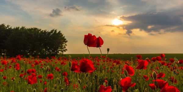 Campo de amapolas rojas — Foto de Stock