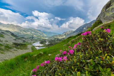Yaz aylarında Transilvanya Alpleri'nde güzel dağ manzarası