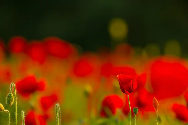 Campo di papaveri rossi — Foto Stock