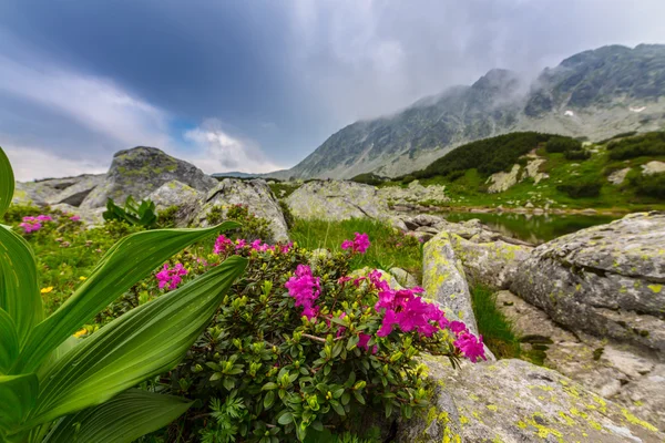 美丽的山风光在特兰西瓦尼亚阿尔卑斯山的夏天 — 图库照片
