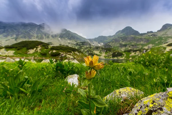 Beautiful mountain scenery in the Transylvanian Alps in summer — Stock Photo, Image