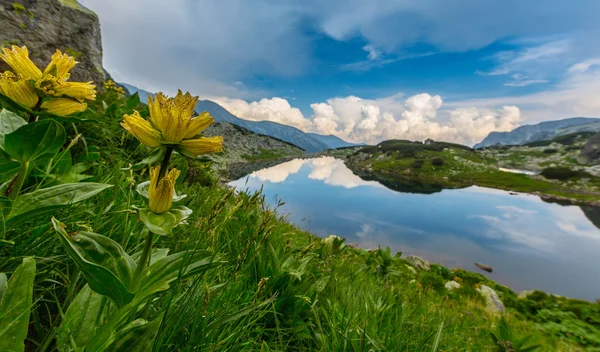 美丽的山风光在特兰西瓦尼亚阿尔卑斯山的夏天 — 图库照片