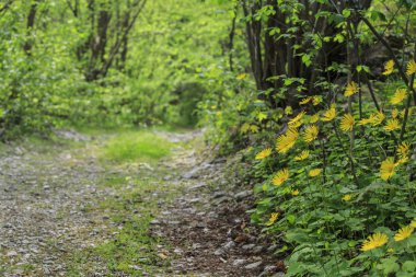 Dağ manzarası Transylvania'da