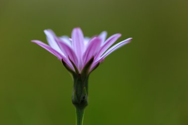 Dağlarda güzel vahşi çiçek çiçeklenme