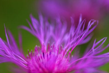 Dağlarda güzel vahşi çiçek çiçeklenme
