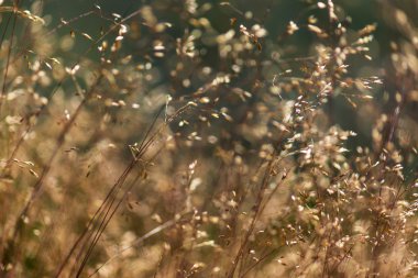 Yabani otlar sıcak akşam ışığı altında