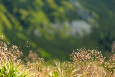 Yabani otlar sıcak akşam ışığı altında