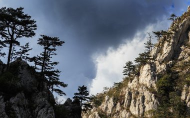 Dağ manzarası ile Karaçam Pinus nigra ağaçlar