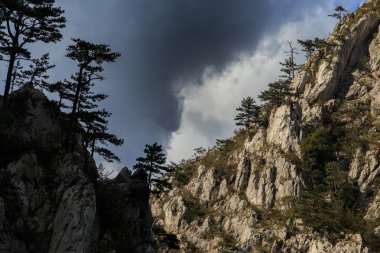 Dağ manzarası ile Karaçam Pinus nigra ağaçlar