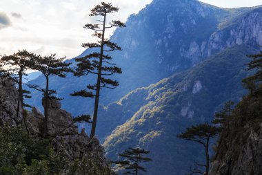 Dağ manzarası ile Karaçam Pinus nigra ağaçlar