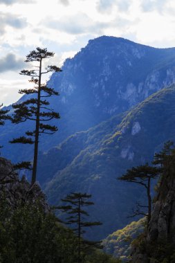 Dağ manzarası ile Karaçam Pinus nigra ağaçlar