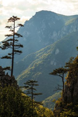 Dağ manzarası ile Karaçam Pinus nigra ağaçlar