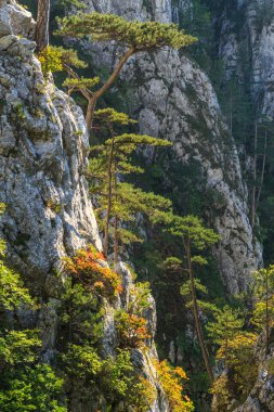 Transilvanya Alpleri sahne