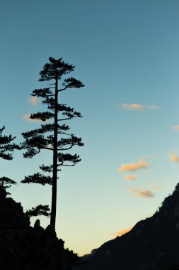 Dağ manzarası ile Karaçam Pinus nigra siluetleri ağaçlar