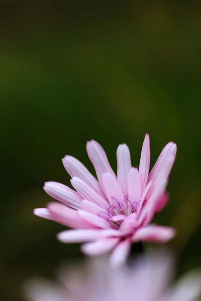 Bella fioritura di fiori selvatici in montagna — Foto Stock