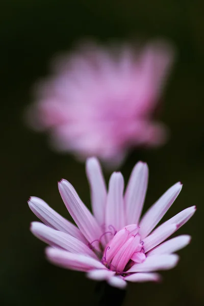 Piękny kwiat dzikiego bloom w górach — Zdjęcie stockowe