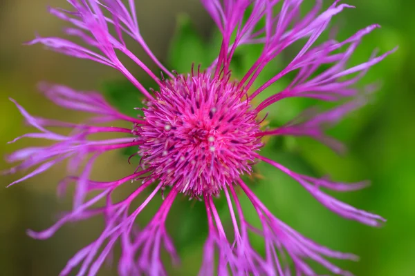 Bela flor selvagem florescer nas montanhas — Fotografia de Stock