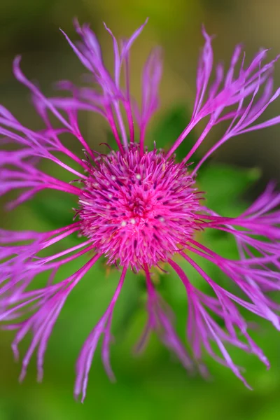 Hermosa flor silvestre florecen en las montañas — Foto de Stock