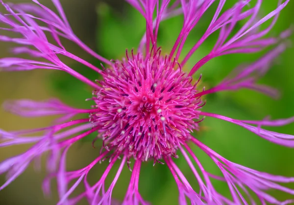 Beautiful wild flower bloom in the mountains — Stock Photo, Image