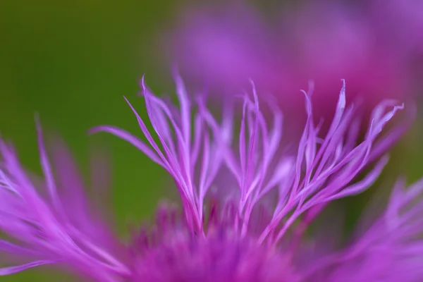 Hermosa flor silvestre florecen en las montañas — Foto de Stock