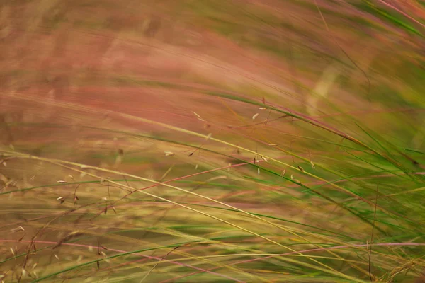 Wildes Gras im warmen Abendlicht — Stockfoto