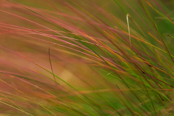 Wildes Gras im warmen Abendlicht — Stockfoto