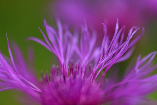 Bela flor selvagem florescer nas montanhas — Fotografia de Stock