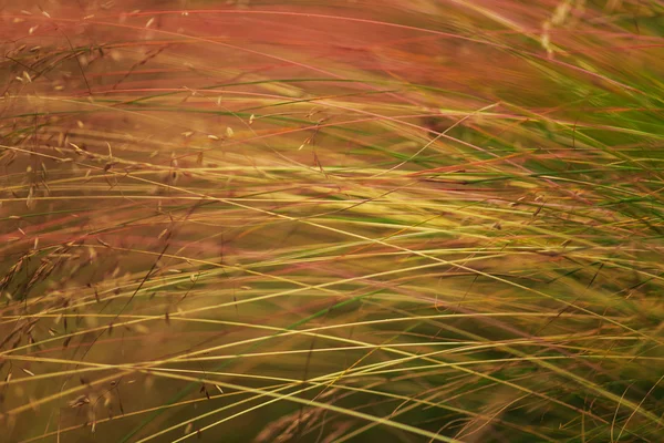 Wildes Gras im warmen Abendlicht — Stockfoto