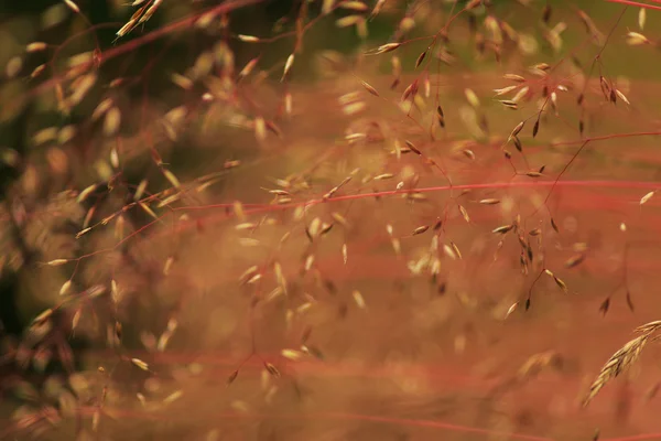 หญ้าป่าภายใต้แสงเย็นที่อบอุ่น — ภาพถ่ายสต็อก