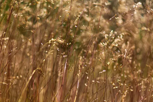 Vilda gräs under varmt kvällsljus — Stockfoto