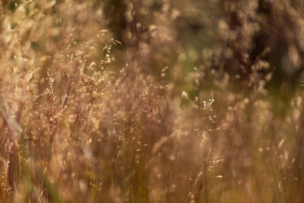 Wildes Gras im warmen Abendlicht — Stockfoto