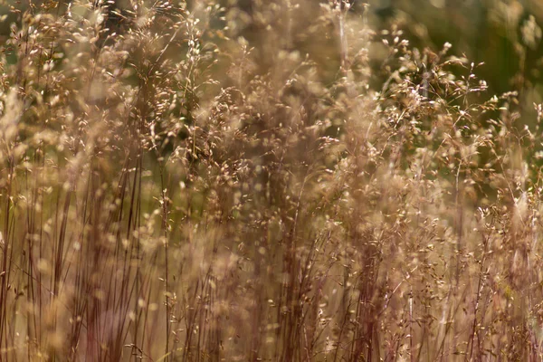 Wildes Gras im warmen Abendlicht — Stockfoto