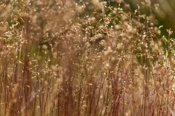 Vilda gräs under varmt kvällsljus — Stockfoto
