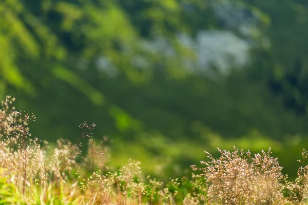 Bellissimo paesaggio montano nelle Alpi della Transilvania — Foto Stock