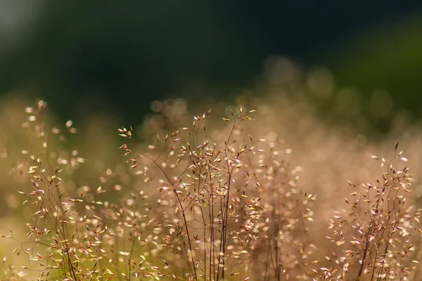 Hierba silvestre bajo luz cálida —  Fotos de Stock