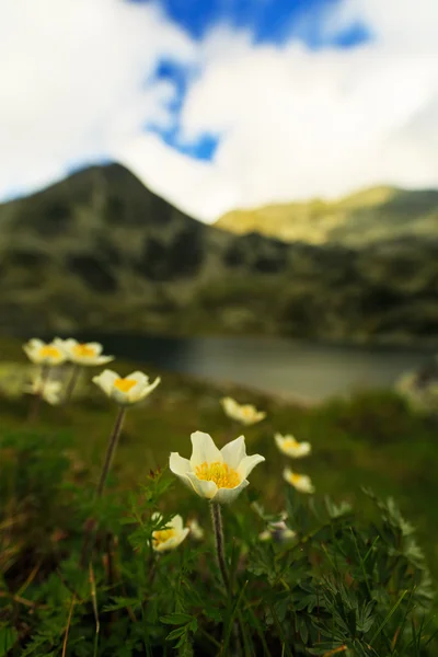 Kır çiçekleri ve buzul Gölü ile Alp sahne — Stok fotoğraf