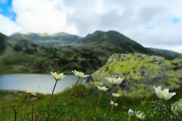 Kır çiçekleri ve buzul Gölü ile Alp sahne — Stok fotoğraf