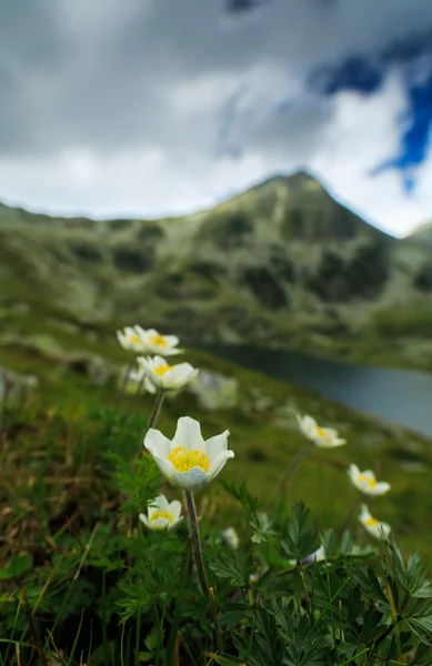 Kır çiçekleri ve buzul Gölü ile Alp sahne — Stok fotoğraf