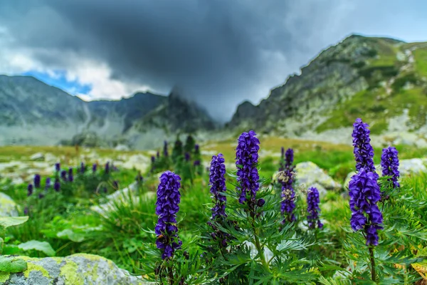 Альпийский пейзаж с фиолетовыми дикими цветами — стоковое фото