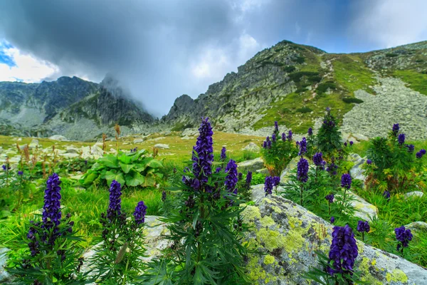 紫色的野花遍地的高山风景 — 图库照片