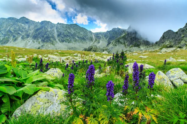 Альпійські пейзажі з фіолетовими дикими квітами — стокове фото