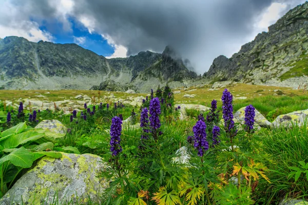 紫色的野花遍地的高山风景 — 图库照片