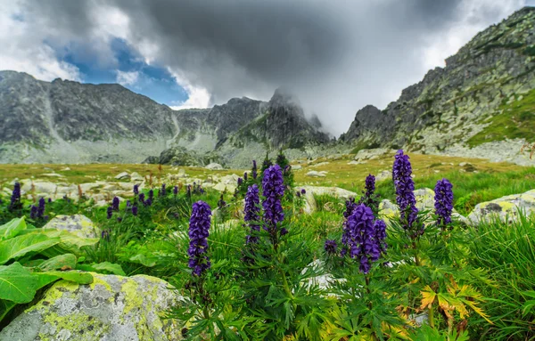 Alpine Landschaft mit violetten Wildblumen — Stockfoto