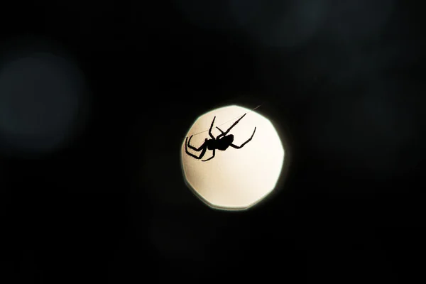 Pavouk silueta na web — Stock fotografie