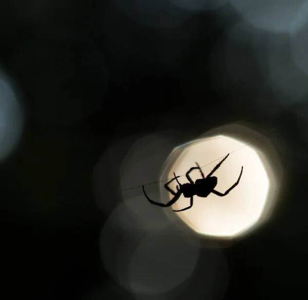 Sílhueta de aranha em uma web — Fotografia de Stock