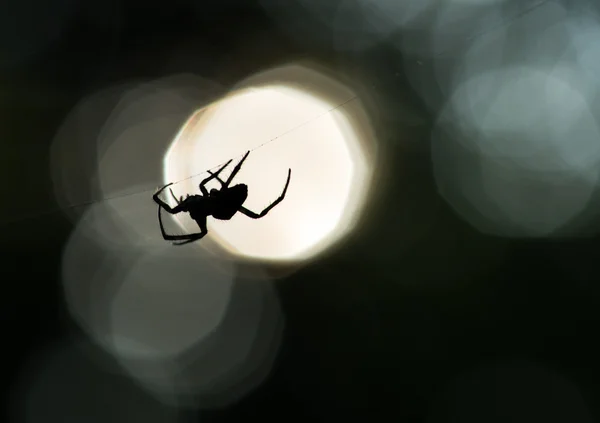 Паучий силуэт в паутине — стоковое фото