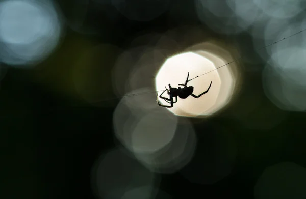 Sílhueta de aranha em uma web — Fotografia de Stock